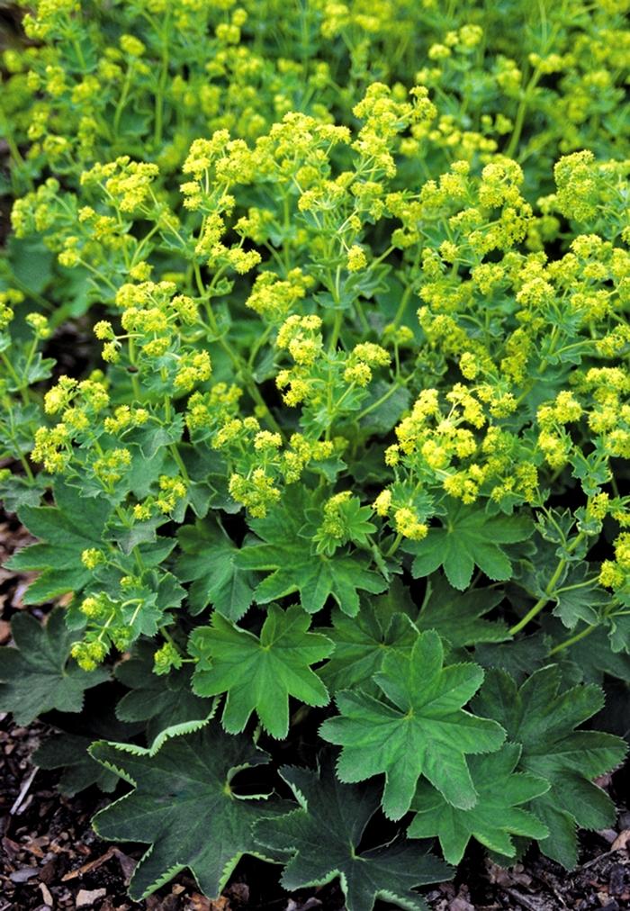 Alchemilla sericata Gold Strike