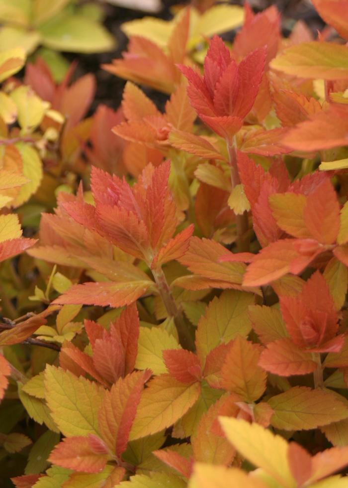 Spiraea Double Play Big Bang&reg;