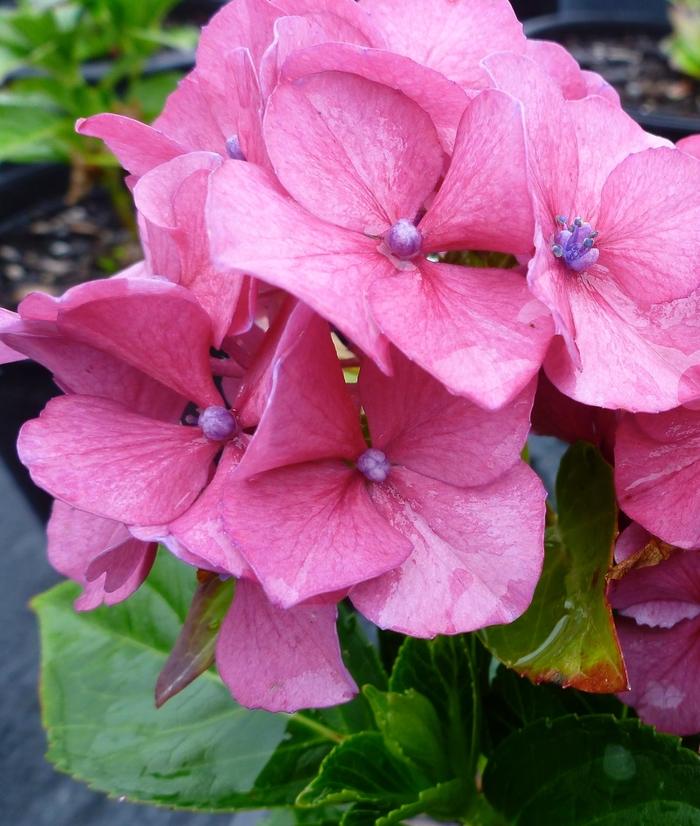 Hydrangea macrophylla Masja