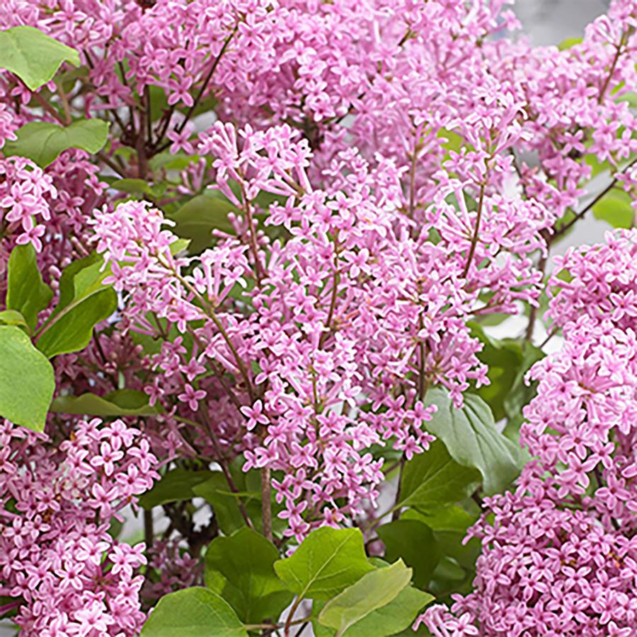 Syringa meyeri Flowerfesta&reg; Pink