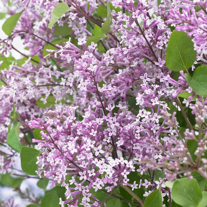Syringa meyeri Flowerfesta&reg; Purple