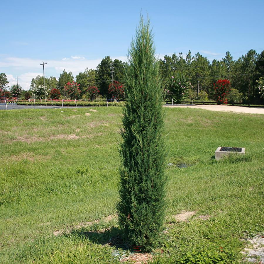 Juniperus virginiana Taylor