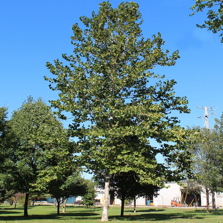 Platanus occidentalis 