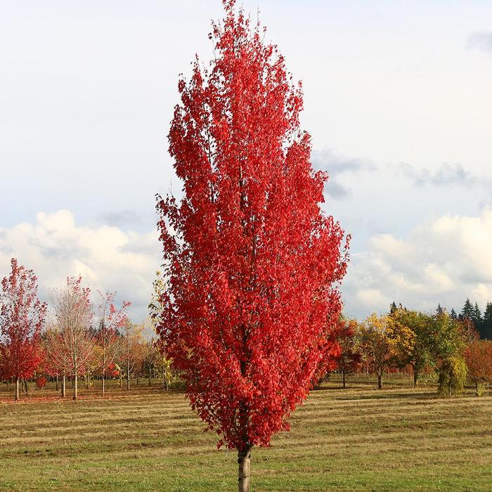 Acer rubrum Red Sentinel®