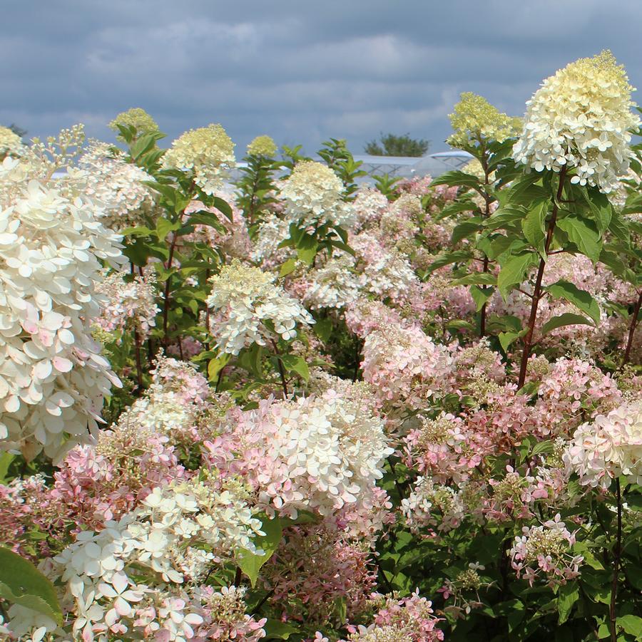 Hydrangea paniculata Phantom