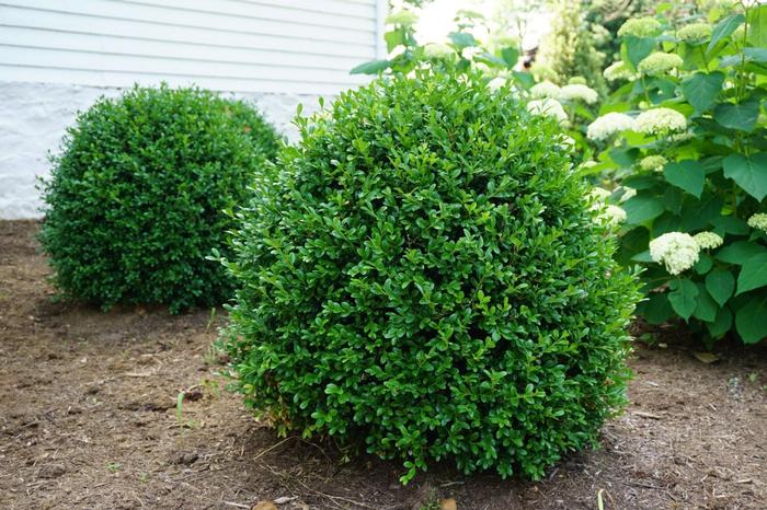 Buxus NewGen Independence&reg;