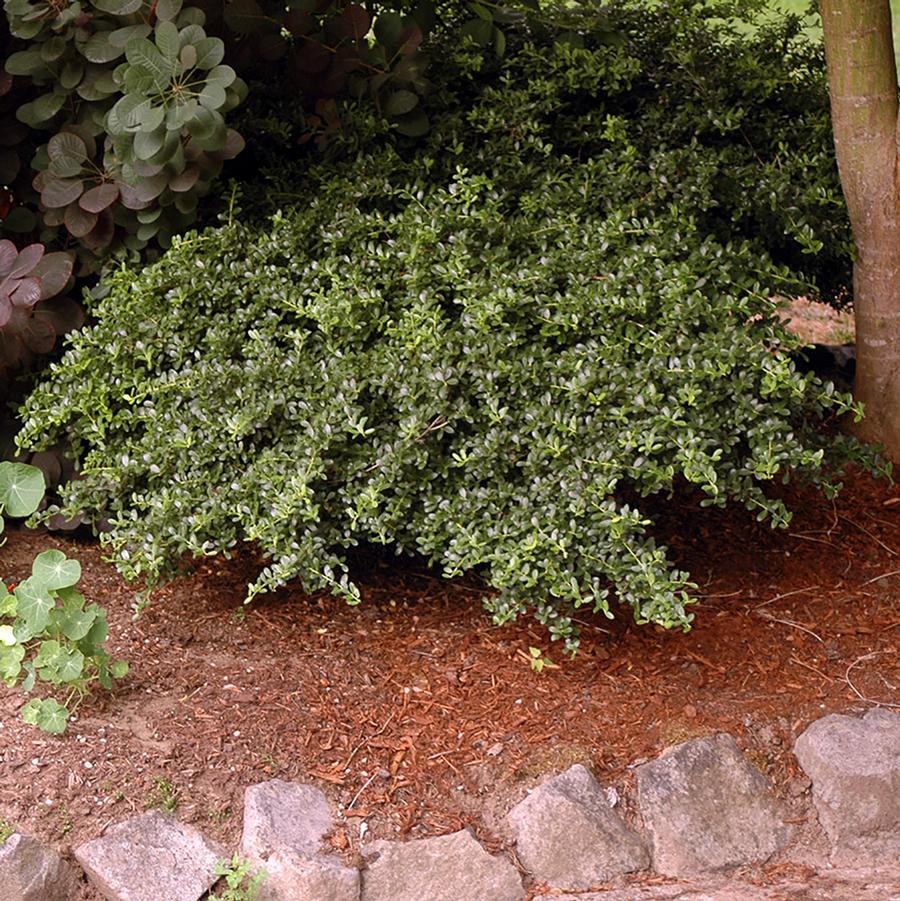 Ilex crenata Lucky Marble™