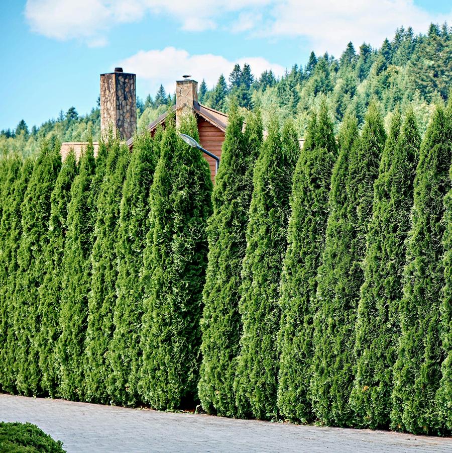 Thuja occidentalis American Pillar