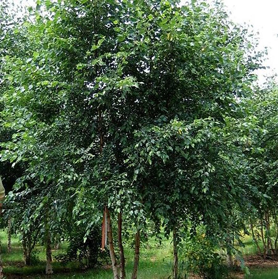 Betula nigra - Tree Form 