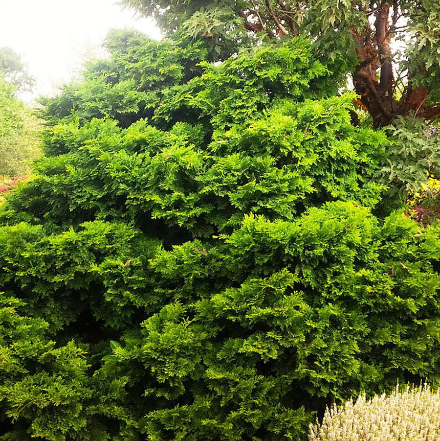 Chamaecyparis obtusa Split Rock