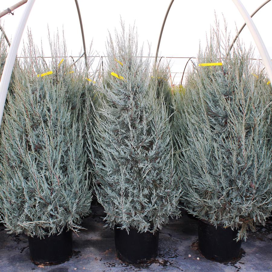 Juniperus scopulorum Blue Haven