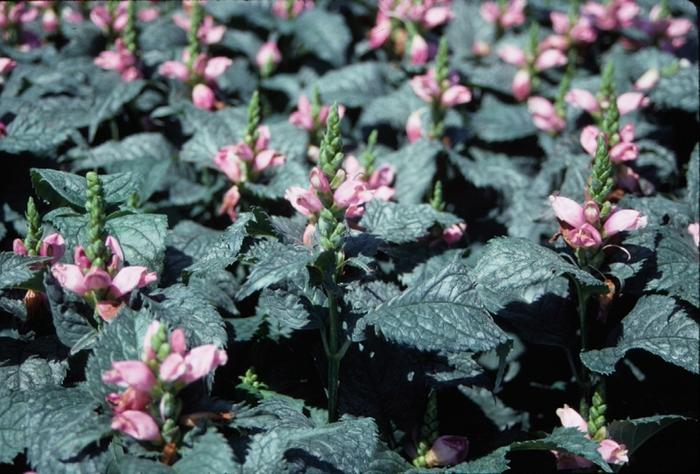 Chelone lyonii Hot Lips