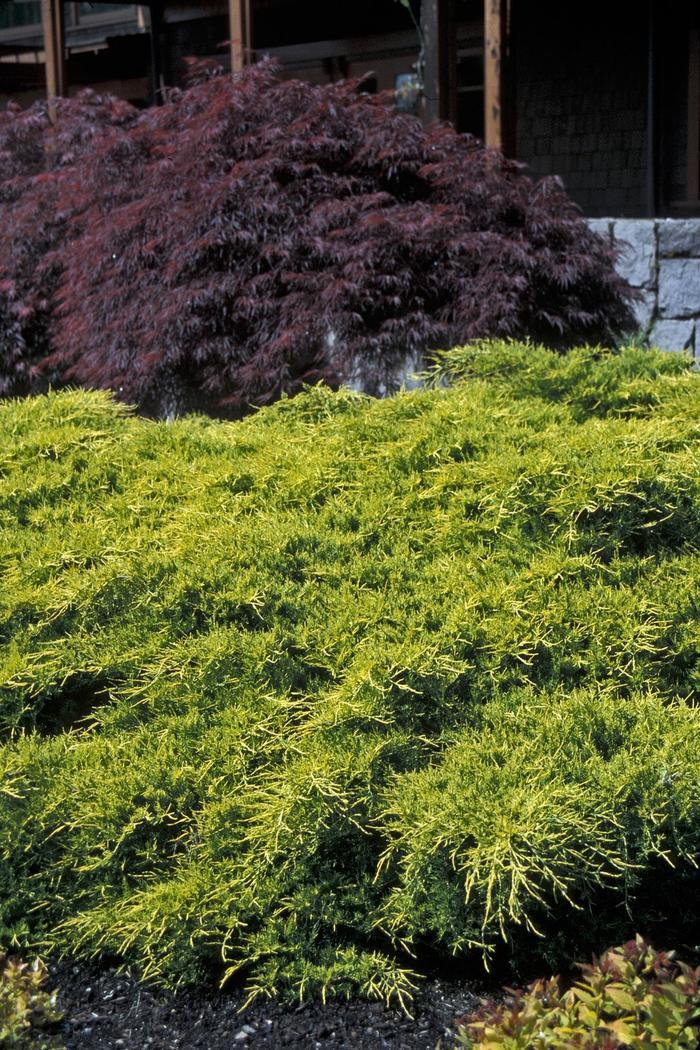 Juniperus chinensis Gold Coast®