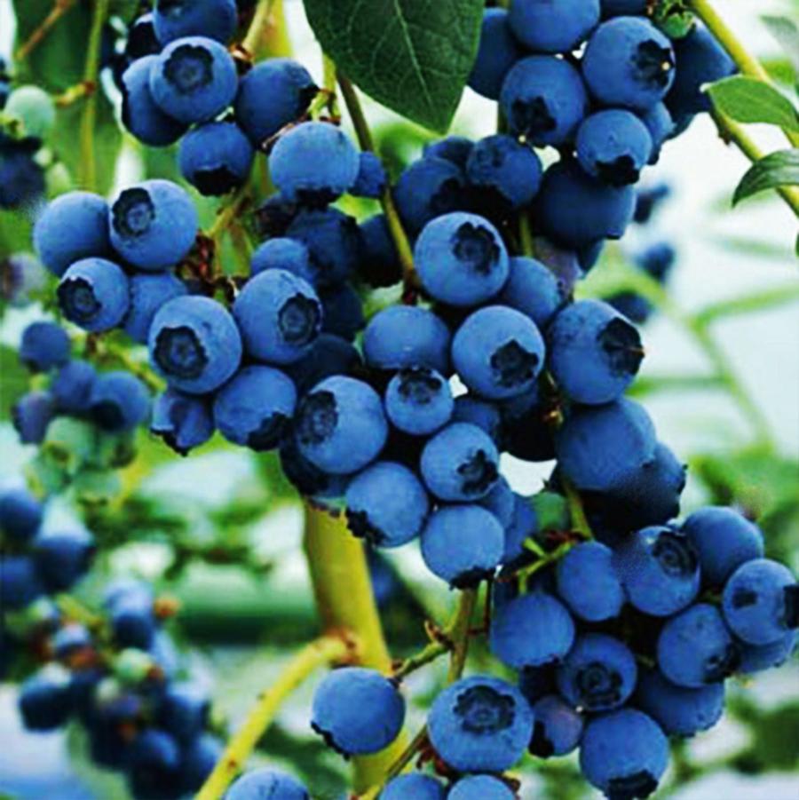 Vaccinium corymbosum Blue Crop