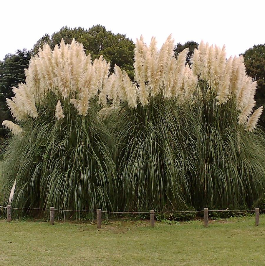 Cortaderia selloana Pumila