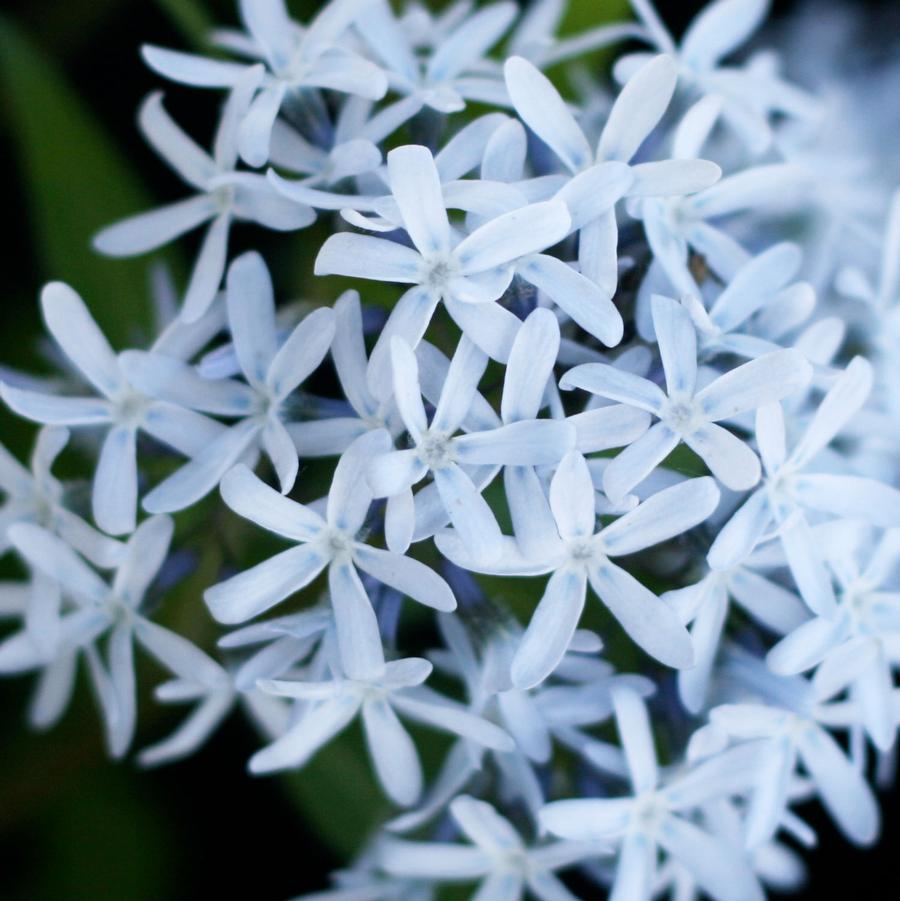 Amsonia Blue Ice