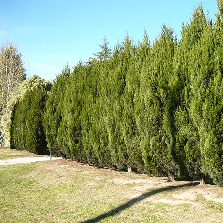 Juniperus chinensis Spartan