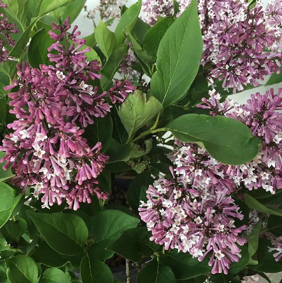 Syringa Little Lady™