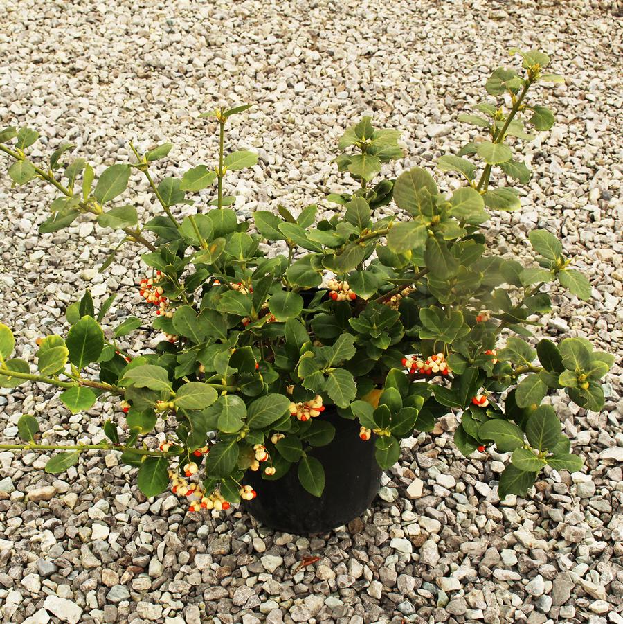 Euonymus fortunei Vegetus