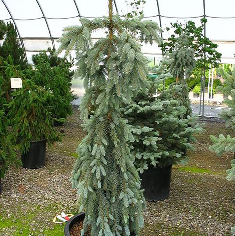 Picea pungens Slenderina® Pendula