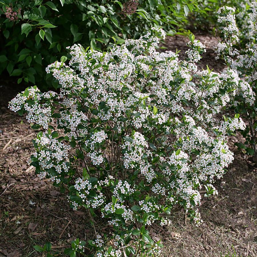 Aronia melanocarpa Low Scape Snowfire&reg;