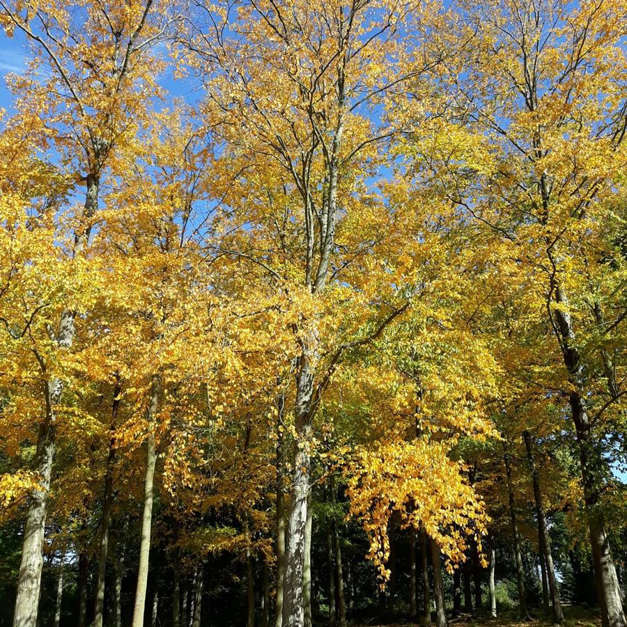 Betula lenta 