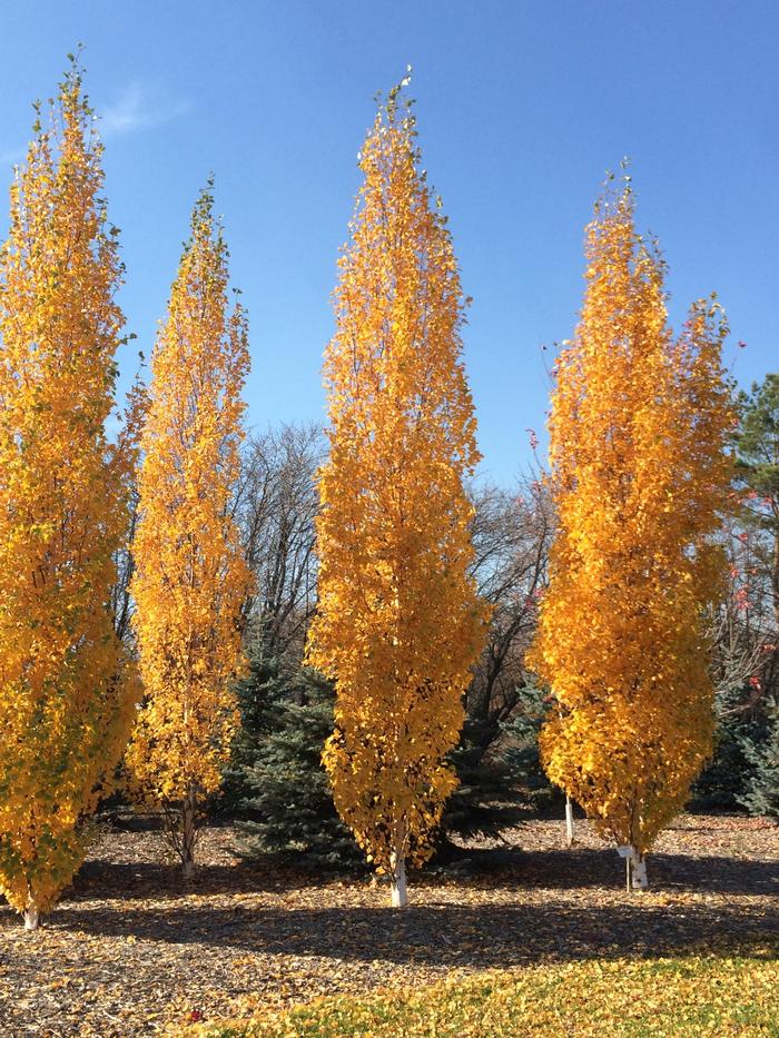 Betula platyphylla Parkland Pillar&reg;