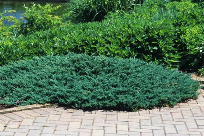 Juniperus horizontalis Blue Chip