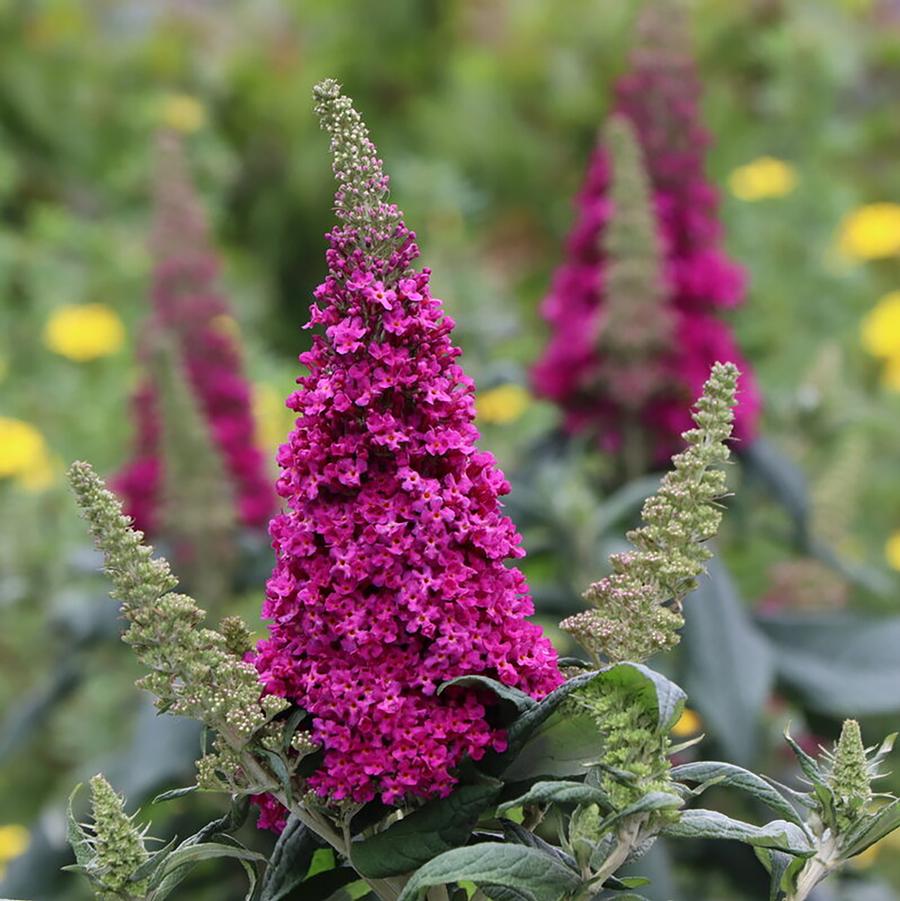 Buddleia Pugster Pico Punch™