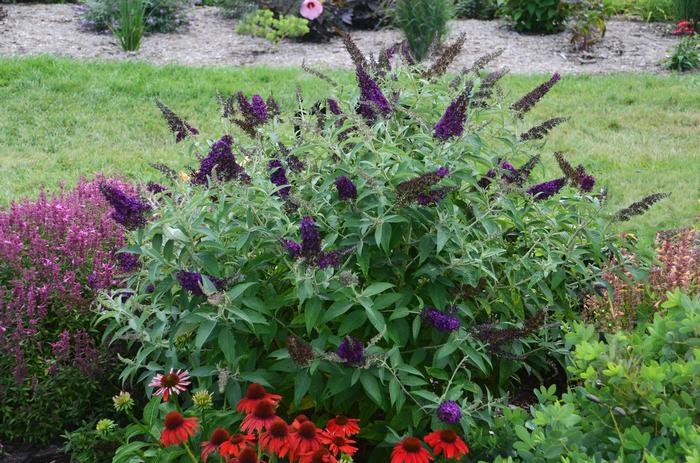 Buddleia davidii Monarch&reg; Dark Dynasty