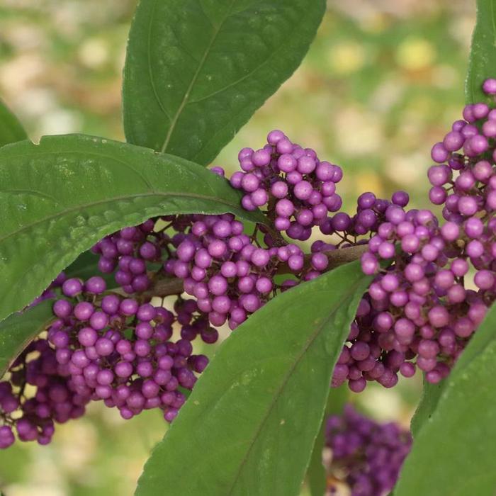Callicarpa Bubble Up&reg;
