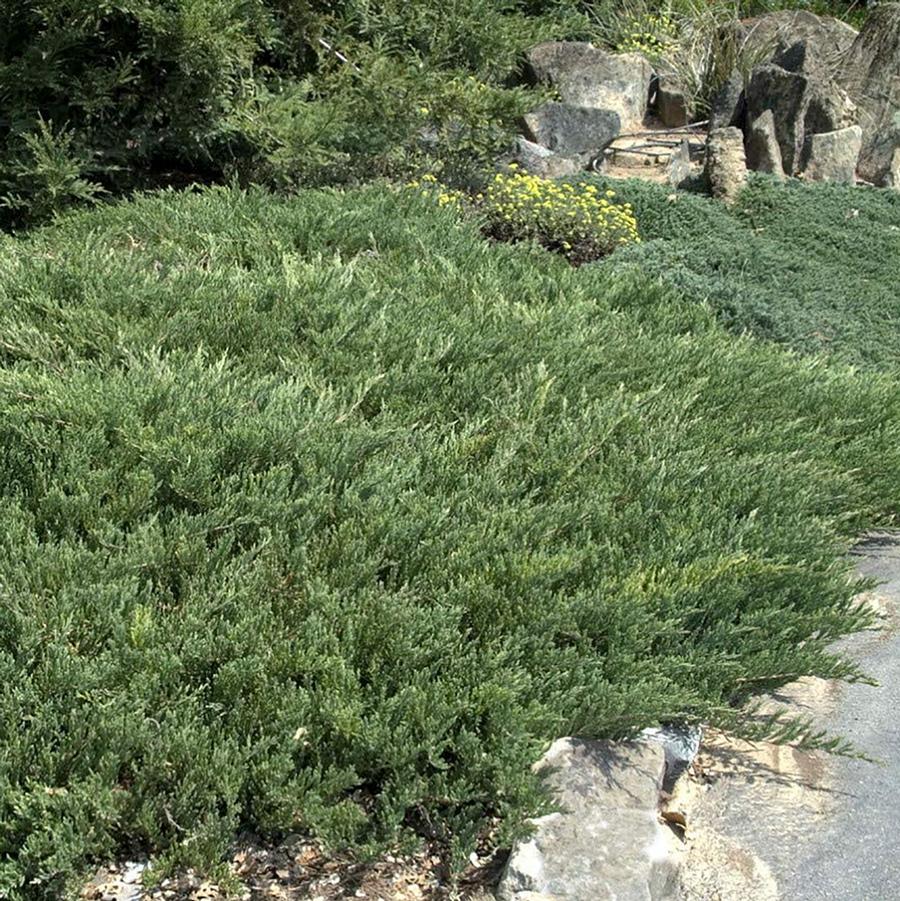 Juniperus horizontalis Plumosa Compacta