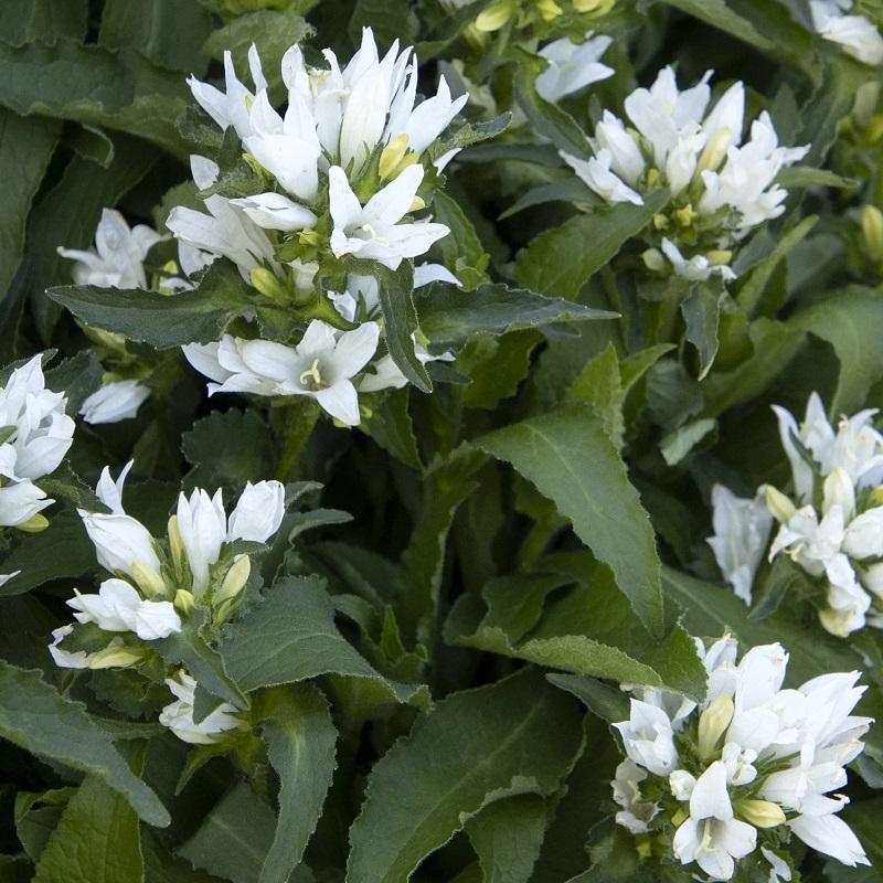 Campanula glomerata Genti White