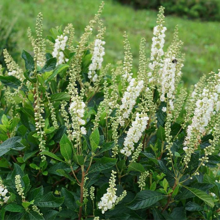 Clethra alnifolia Ripple Effect&trade;