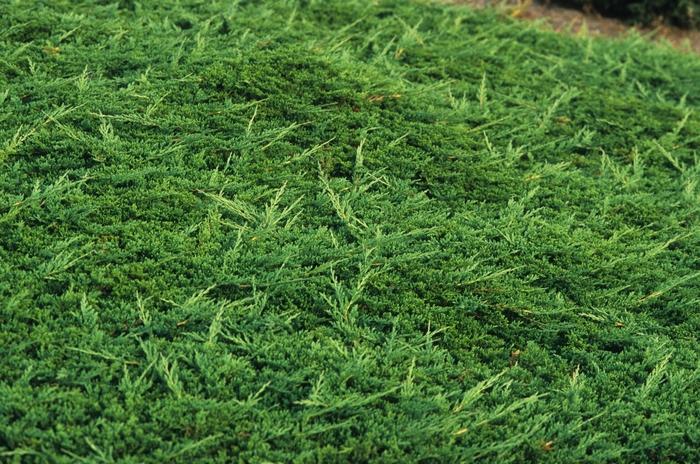 Juniperus horizontalis Prince of Wales