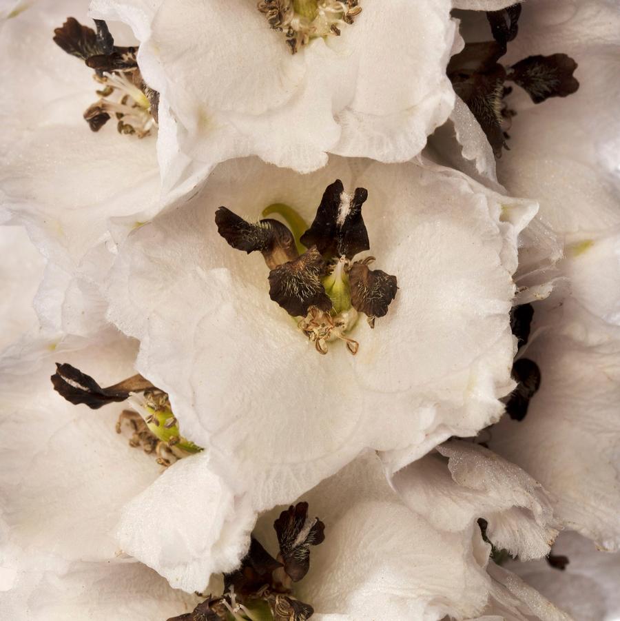 Delphinium elatum Delphina™ White Black Bee