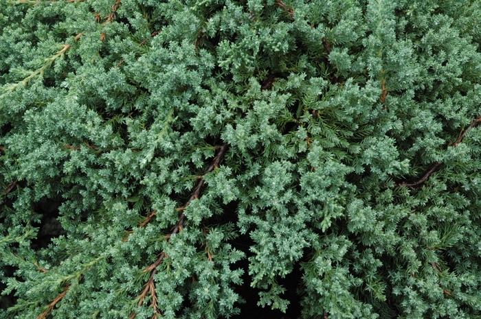 Juniperus procumbens Nana