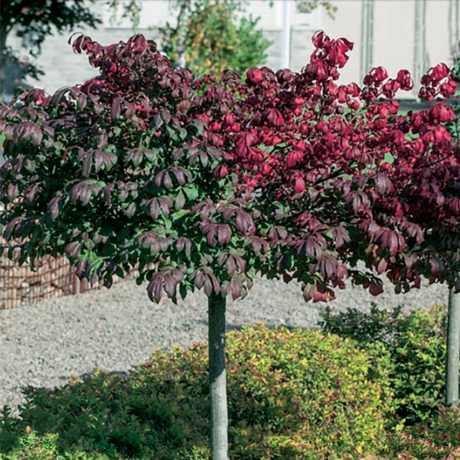Euonymus alatus Compactus Standard