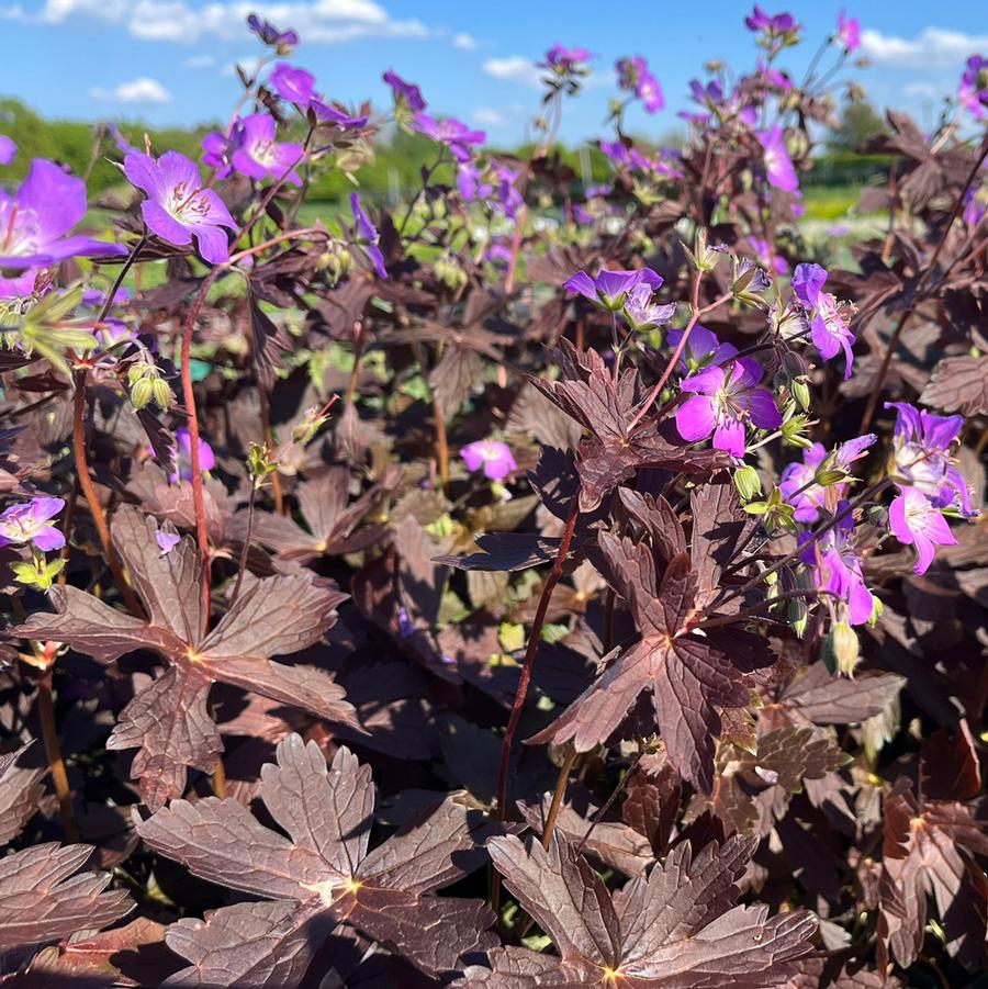 Geranium maculatum Stormy Night