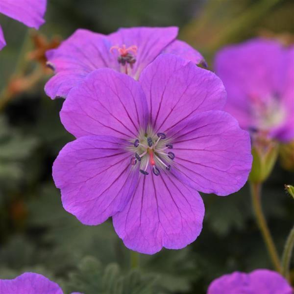 Geranium sanguineum Purple Glow