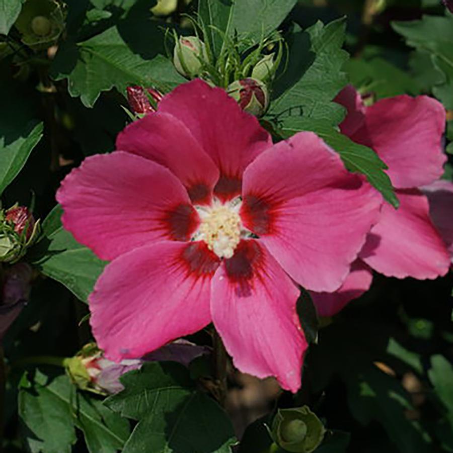 Hibiscus syriacus Paraplu® Red