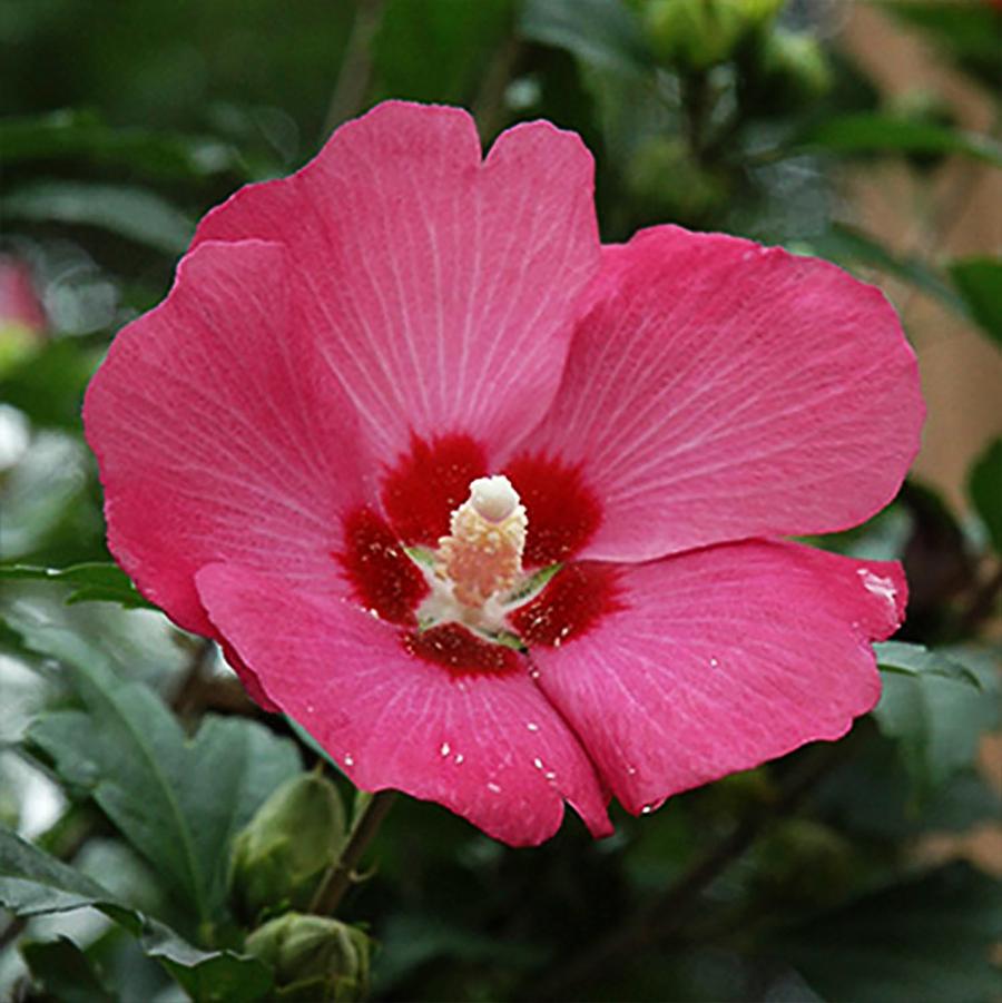 Hibiscus syriacus Woodbridge Standard