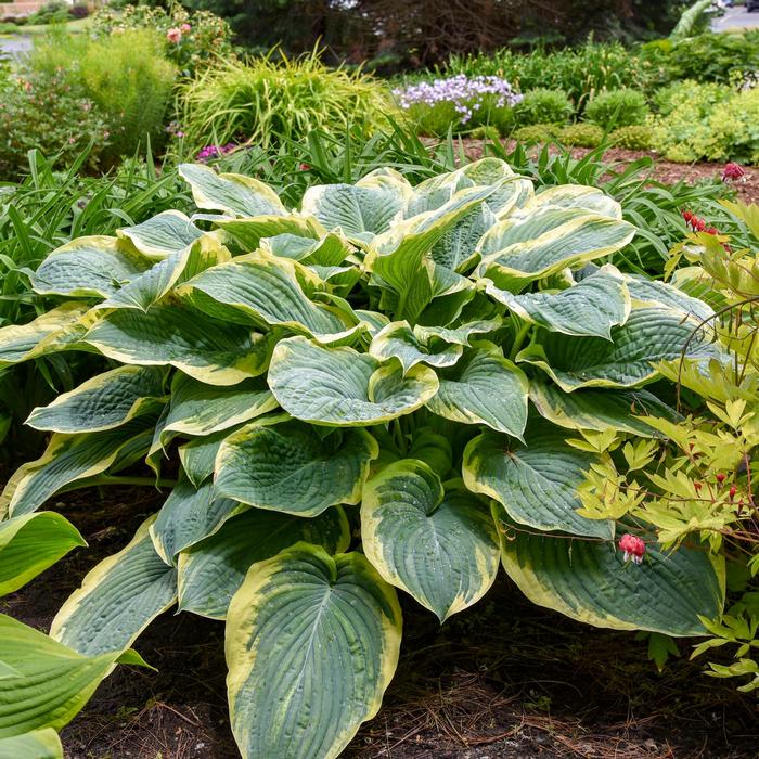 Hosta Shadowland&reg; Gigantosaurus
