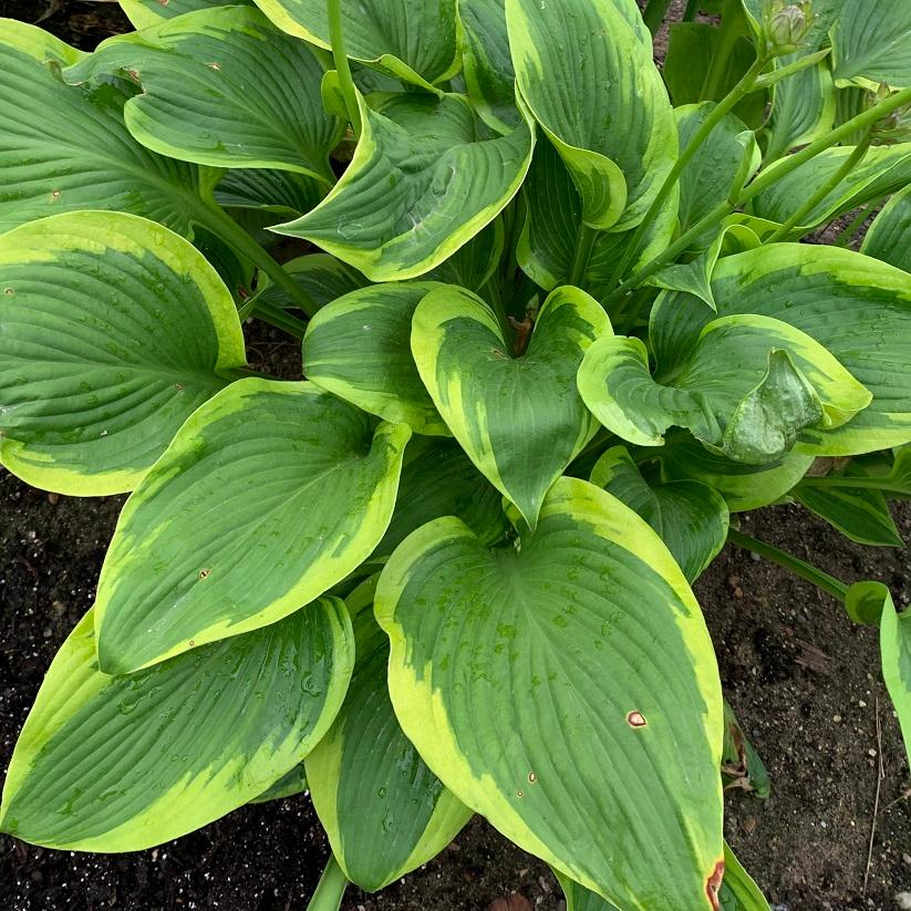 Hosta Shadowland&reg; Lone Star