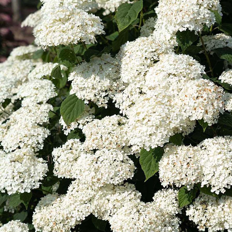 Hydrangea arborescens American Lace&trade; White