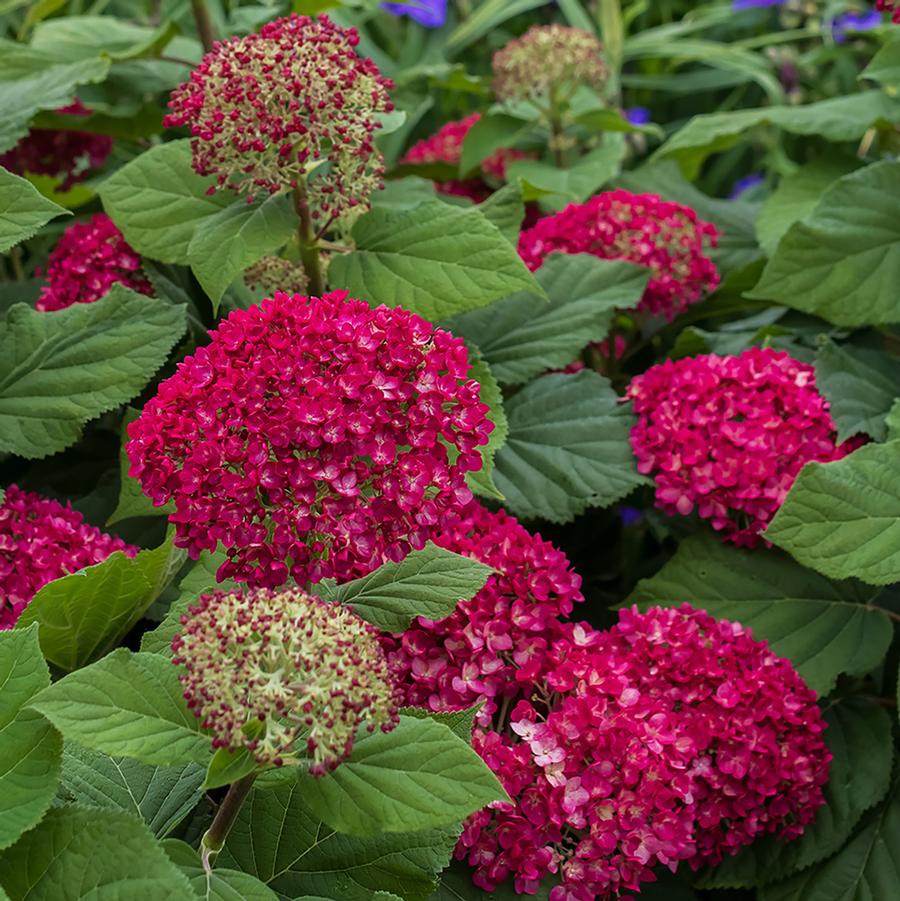 Hydrangea arborescens Dreamscape&trade;