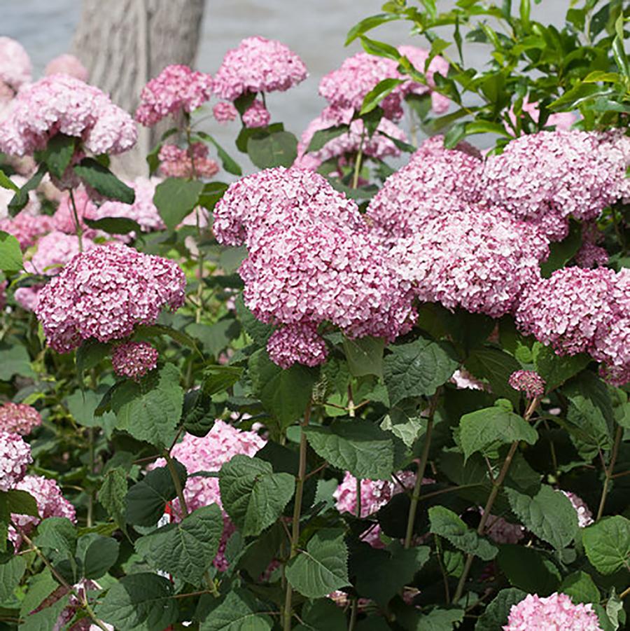 Hydrangea arborescens Incrediball&reg; Blush