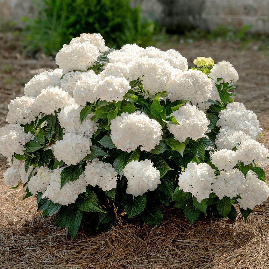 Hydrangea macrophylla Endless Summer® DreamCloud™