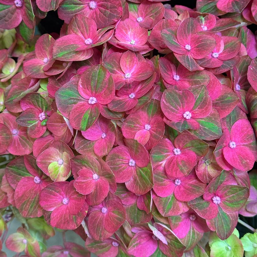 Hydrangea macrophylla Magical&reg; Greenfire