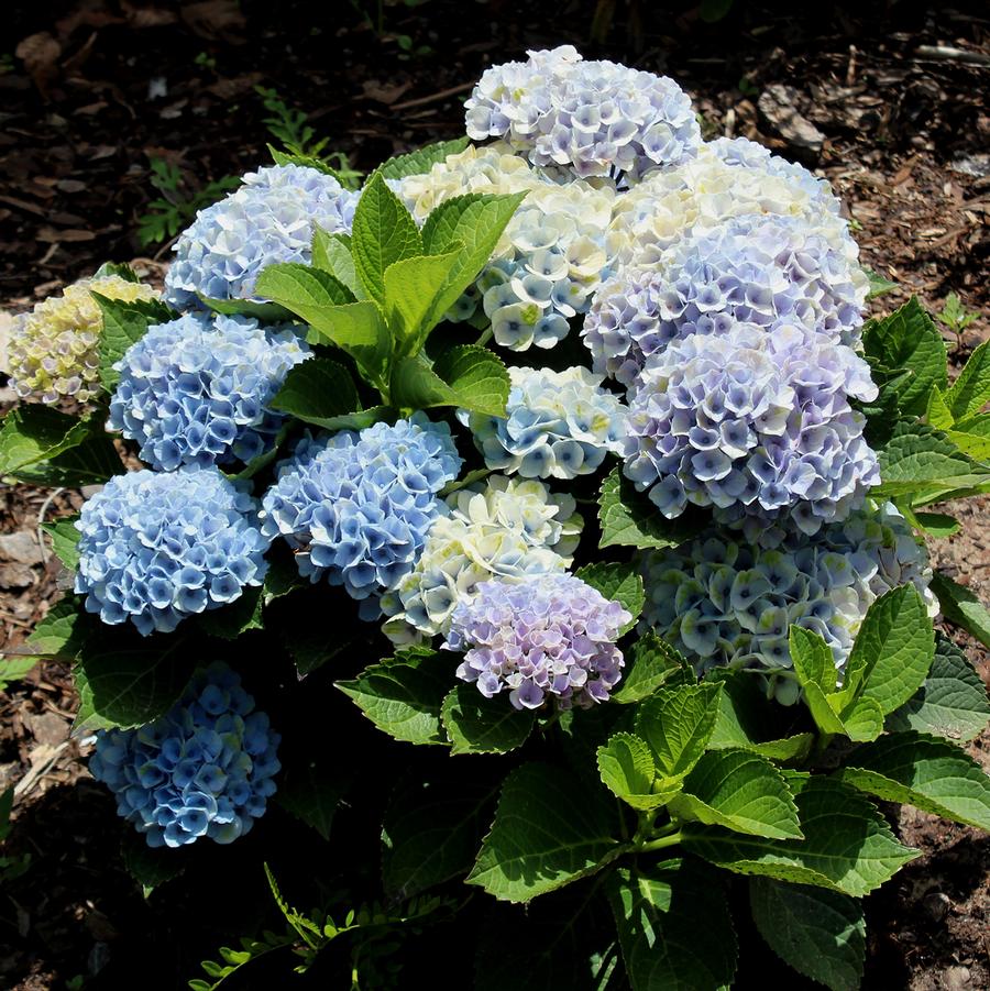 Hydrangea macrophylla Magical&reg; Revolution - Pink